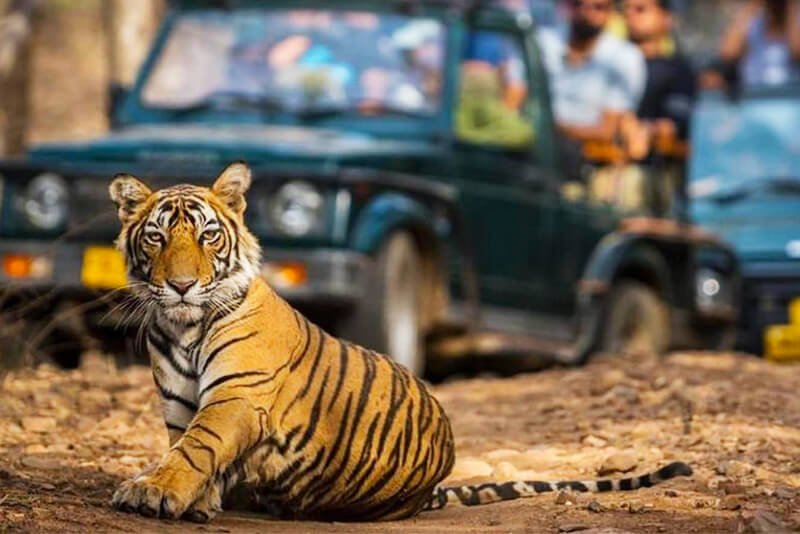 Private Jeep Safari Corbett