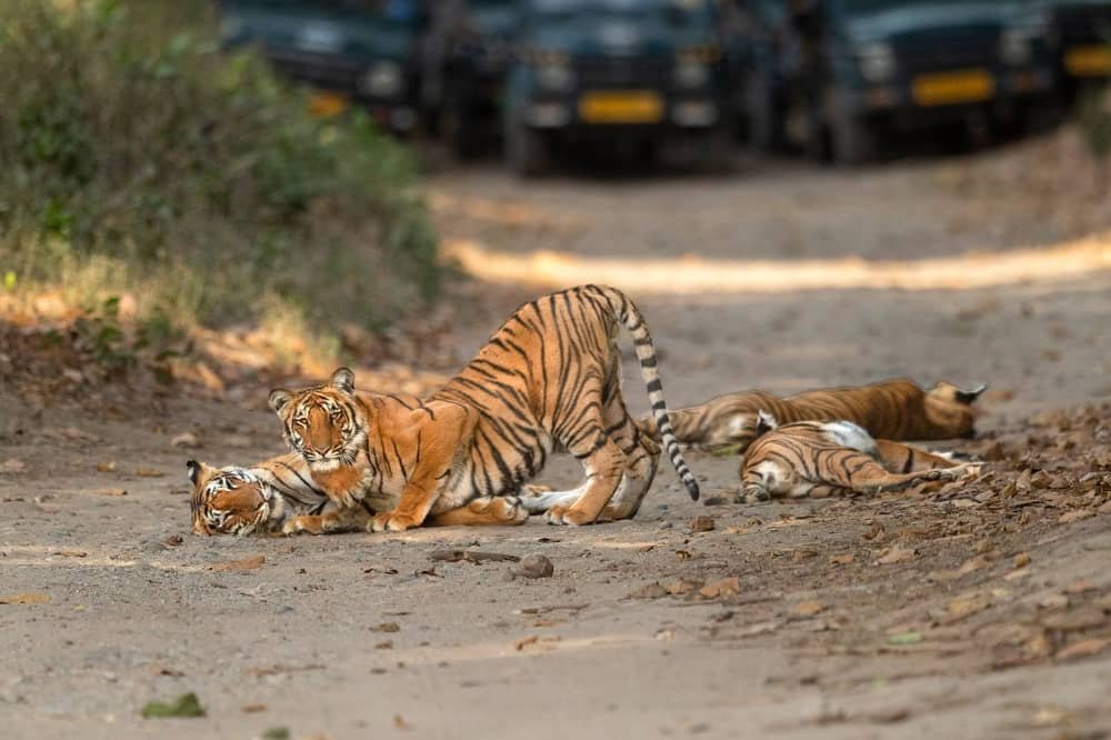 Bijrani Zone Jim Corbett